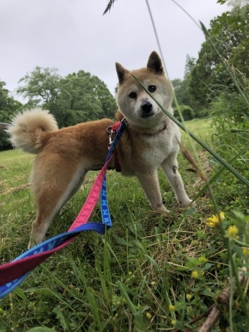 _f0078320_16340768.jpeg