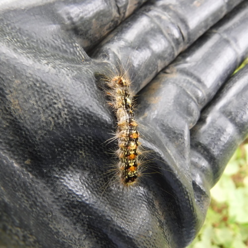 ミニ クワガタを発見 毛虫が大発生 山梨県北杜市明野の宿 ナナミちゃんのお宿日記