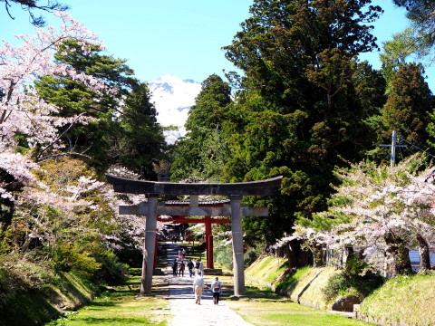 岩木山神社の桜*2020.05.05_b0147224_1054290.jpg