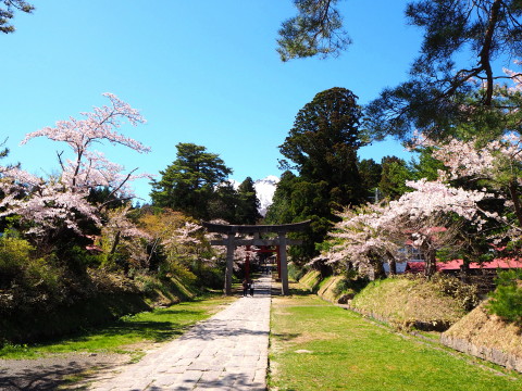 岩木山神社の桜*2020.05.05_b0147224_1063021.jpg