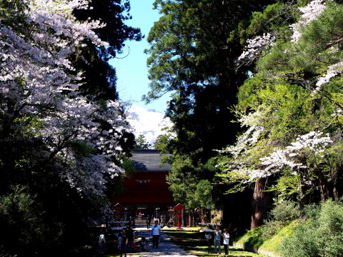 岩木山神社の桜*2020.05.05_b0147224_1065240.jpg