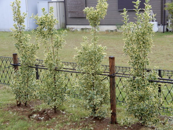 芝をどうしようかな?_c0259945_16571028.jpg