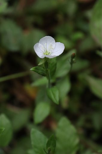 小さなｍｙガーデン アカバナユウゲショウの白花 花とみどりの四季 撮影メモ