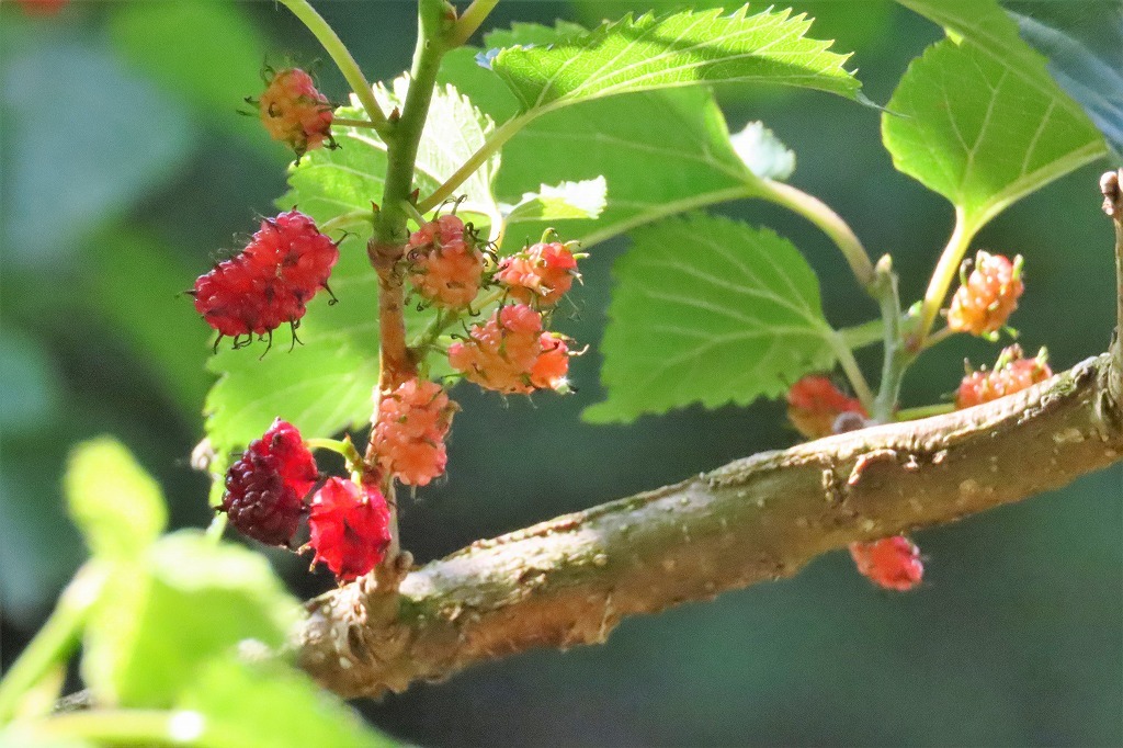 クワの実とマユミの花など ぶらり散歩 四季折々フォト日記