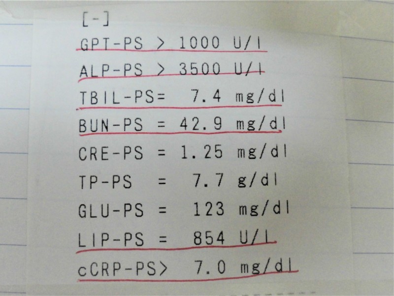 【元気がない原因はお腹の中にありました】_b0059154_10582967.jpg