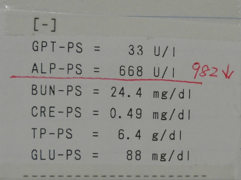 【元気がない原因はお腹の中にありました】_b0059154_10583467.jpg