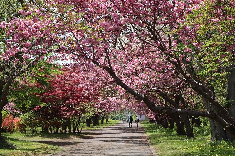 5月15日　森町　桜・花　散歩　ラスト_b0250154_17430714.jpg