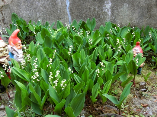 スズラン_f0226671_16360386.jpg