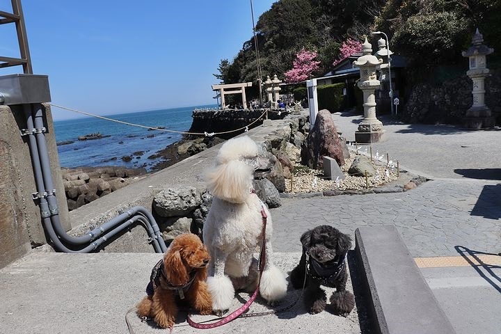 二見浦輿玉神社と夫婦岩【誕生日旅行2】_b0111376_14532258.jpg