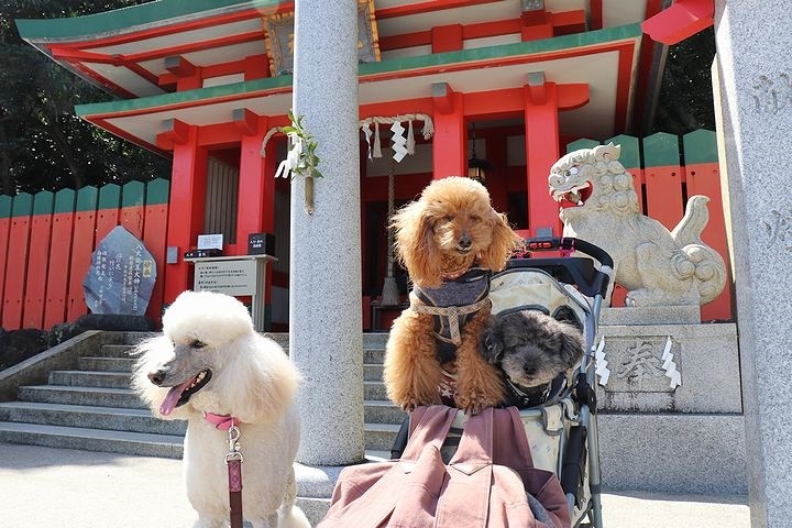 二見浦輿玉神社と夫婦岩【誕生日旅行2】_b0111376_15213108.jpg