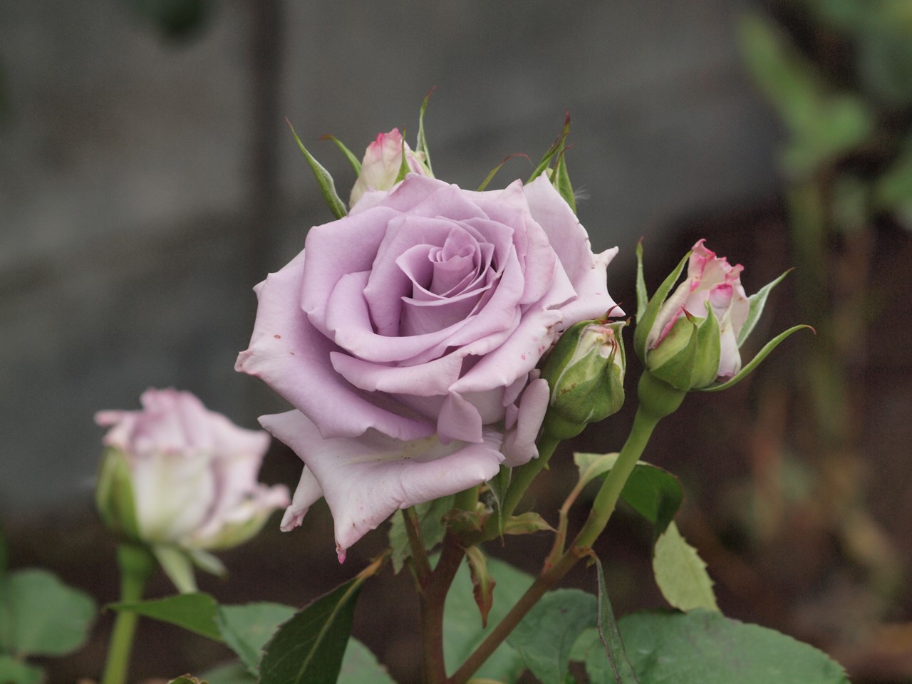 『神戸町ばら公園いこいの広場の薔薇　1』_d0054276_20182568.jpg