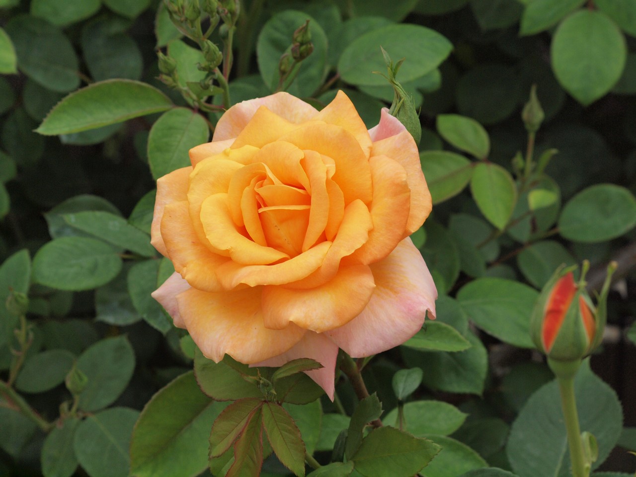 『神戸町ばら公園いこいの広場の薔薇　1』_d0054276_2019614.jpg