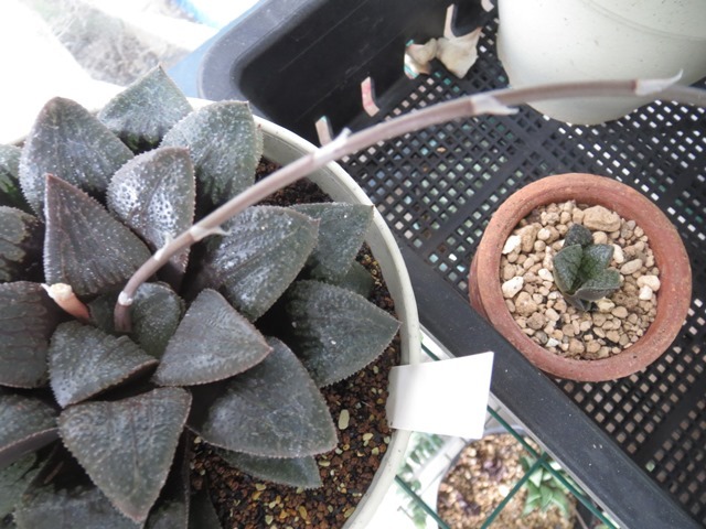 リナリア種まき 葉と花とに魅せられて リナリア種まき 葉と花とに魅せられて