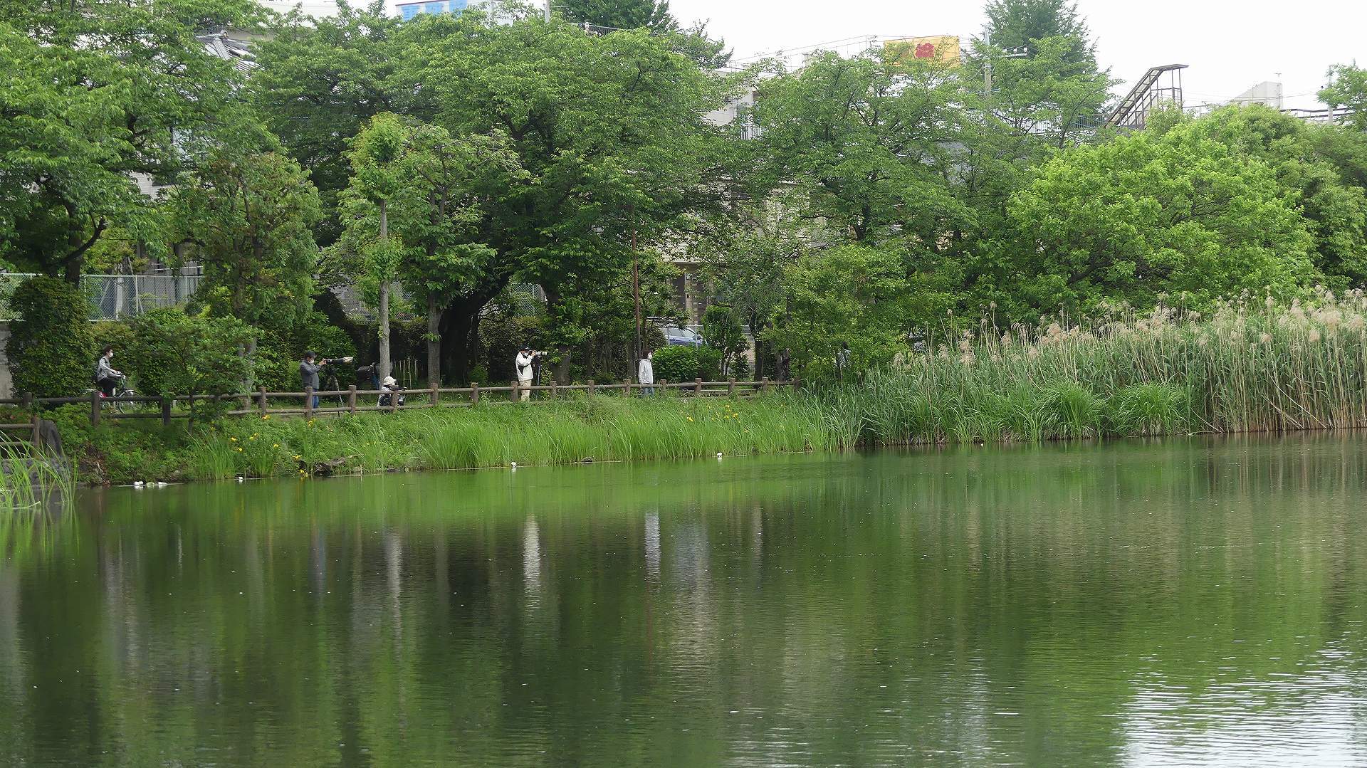 カワセミ沼だより 【 2020 5/20(水) 】_a0185081_17410421.jpg