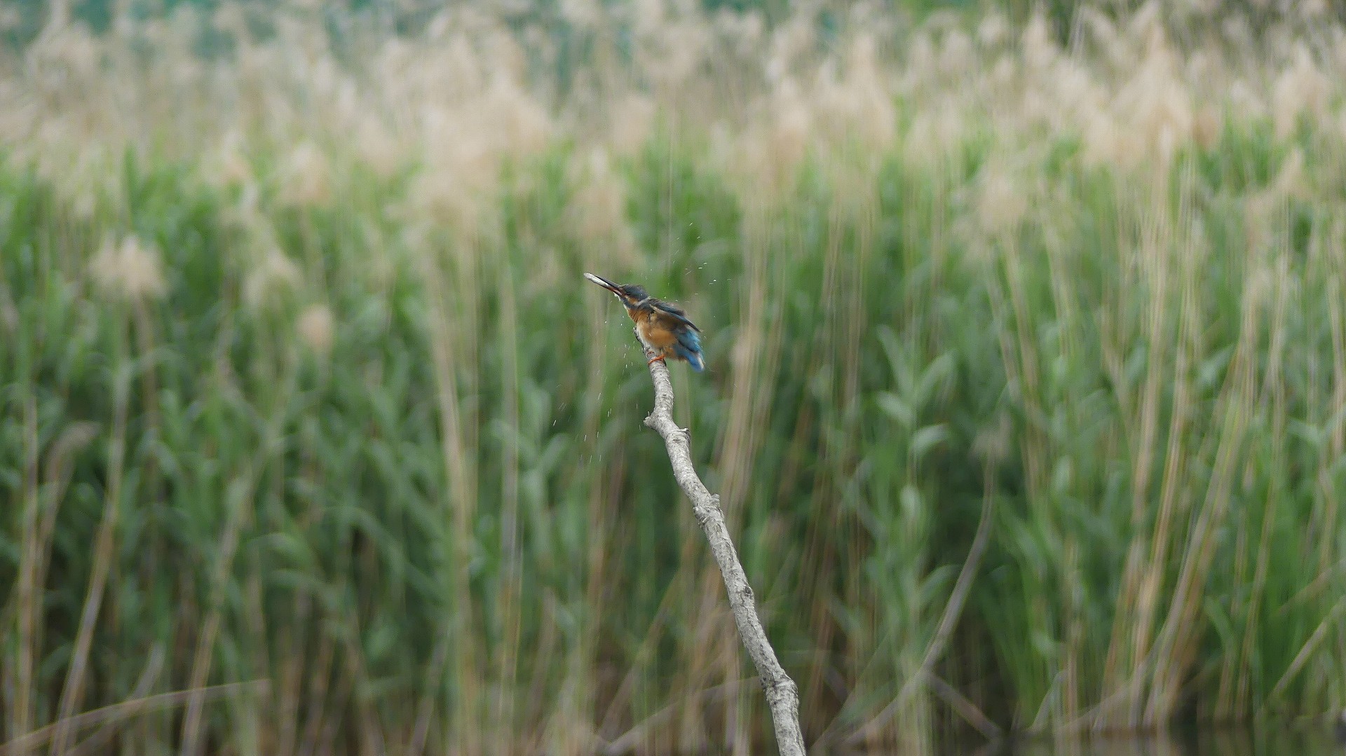 カワセミ沼だより　【 2020　5/20（水) 】_a0185081_18485740.jpg