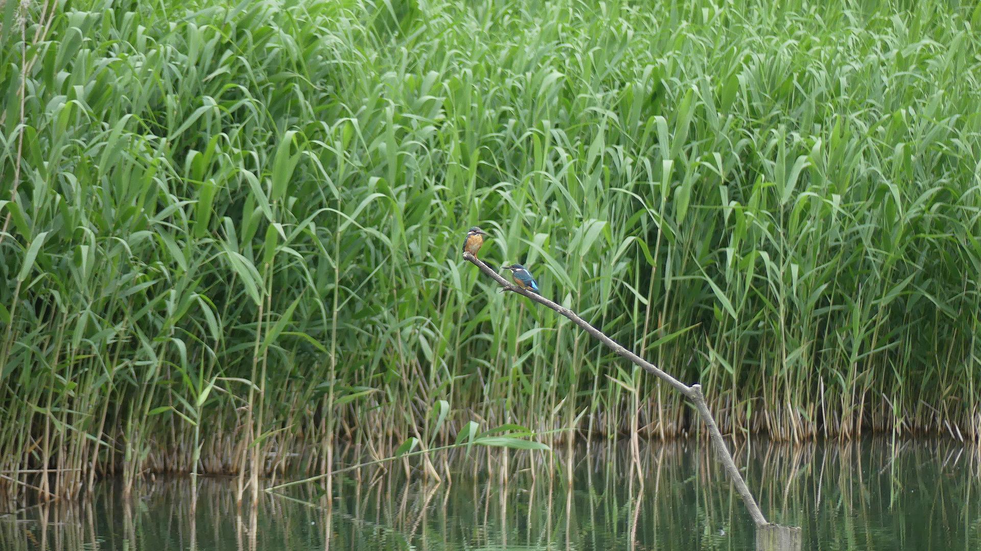 カワセミ沼だより　【 2020　5/20（水) 】_a0185081_18504739.jpg