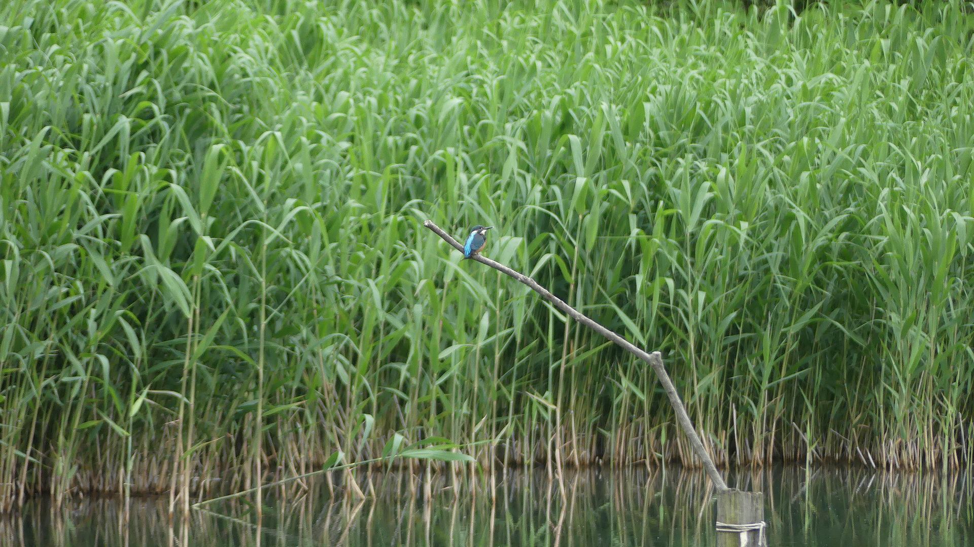 カワセミ沼だより 【 2020 5/20(水) 】_a0185081_18511867.jpg