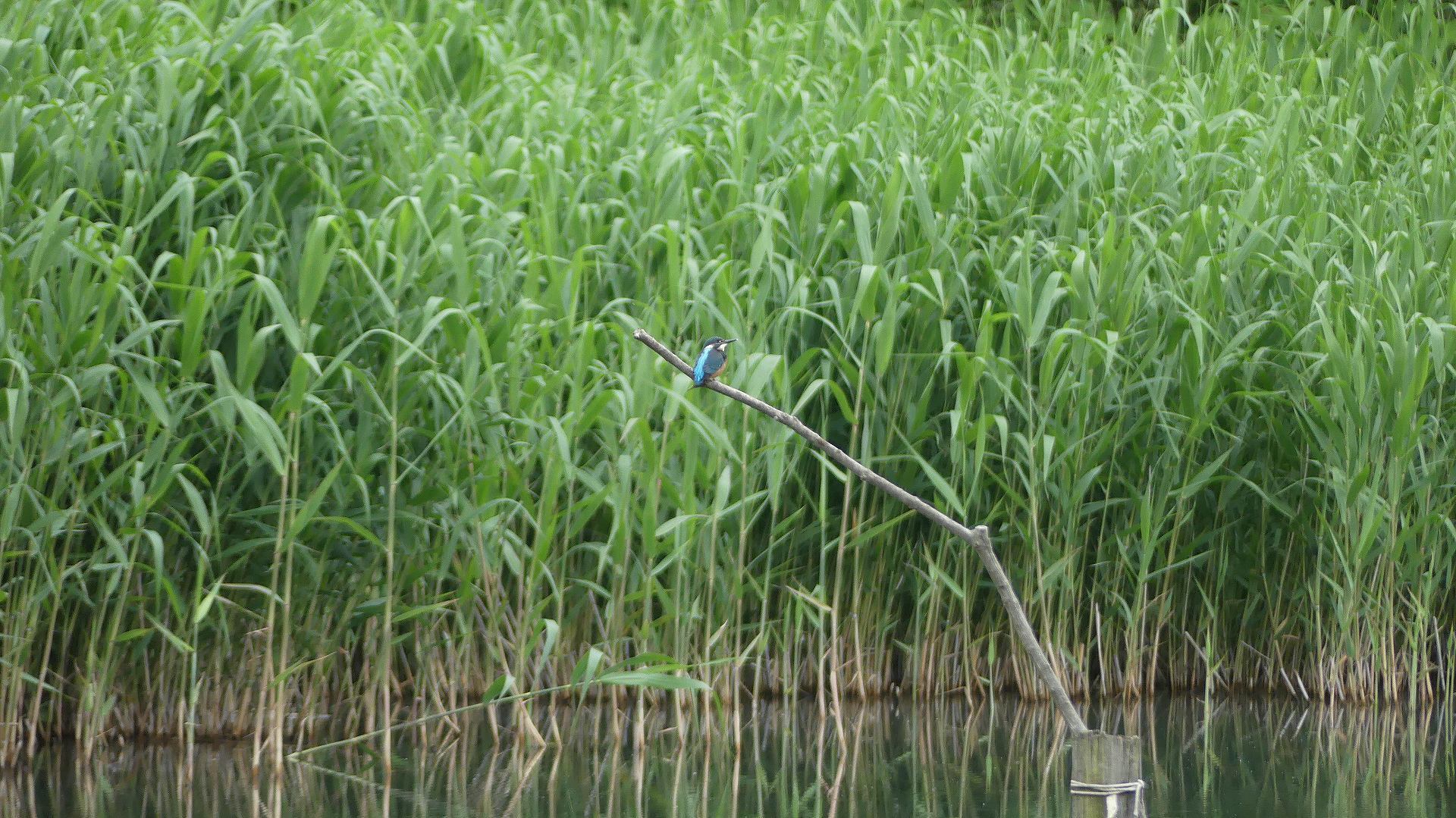 カワセミ沼だより　【 2020　5/20（水) 】_a0185081_18511867.jpg