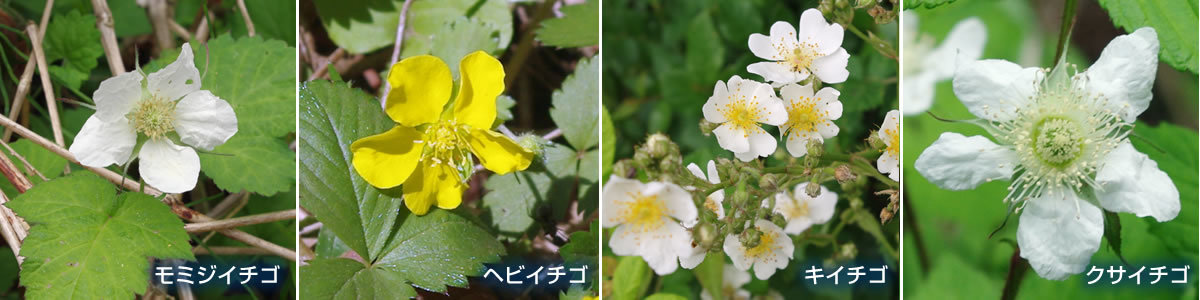 花と山野草 四季の山野草 春 八王子見て歩記 花と山野草 四季の山野草 春 八王子見て歩記