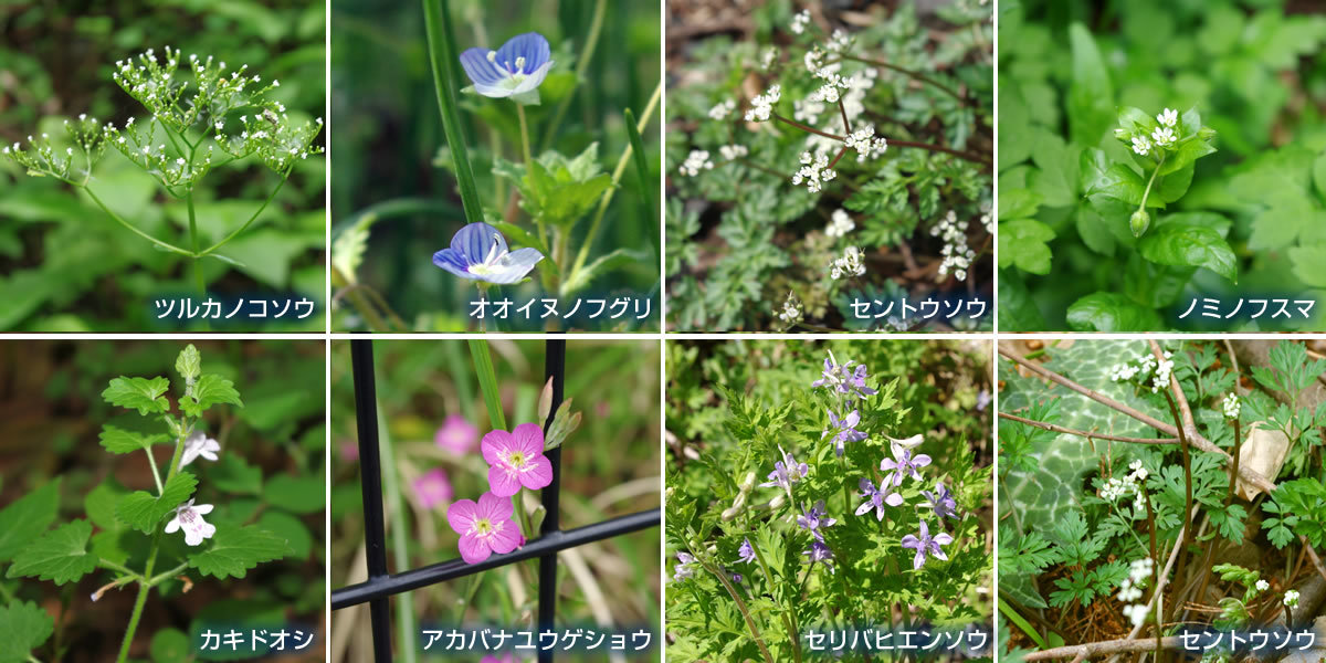 花と山野草 四季の山野草 春 八王子見て歩記 花と山野草 四季の山野草 春 八王子見て歩記
