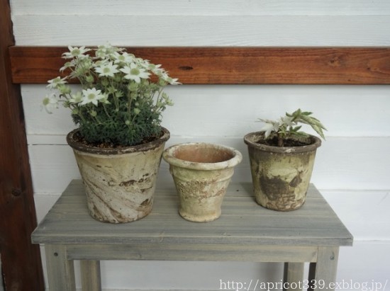 初夏の庭しごと 低木と宿根草の植えつけと、小屋に飾る鉢植え_c0293787_13460065.jpg