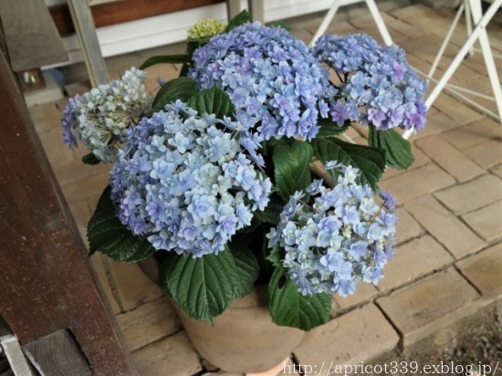 初夏の庭しごと 低木と宿根草の植えつけと、小屋に飾る鉢植え_c0293787_13474803.jpg