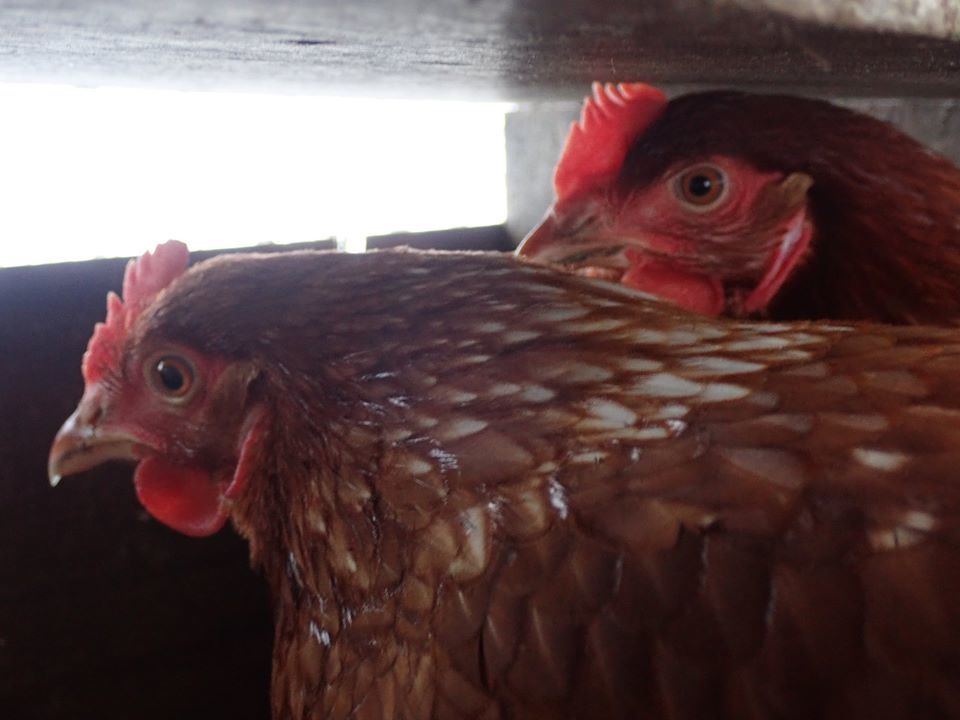 ホネ活 鶏頭編 閲覧注意 その２ なまらや的日々