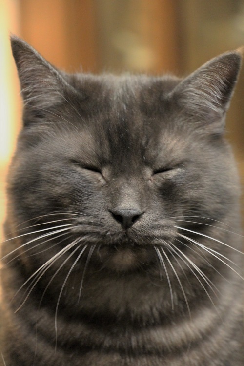 イケメン猫のゆるい日常_a0333195_22301043.jpg