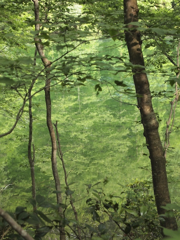 緑の風景 絵を描くきもち イツコルベイユ 緑の風景 絵を描くきもち イツコルベイユ