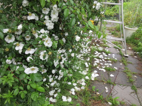 雨の庭畑_a0203003_08412200.jpg