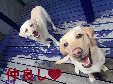 イノシシあばら骨争奪戦!!_c0182012_14504493.jpg