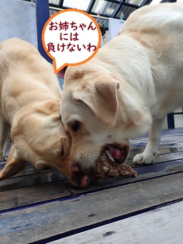 イノシシあばら骨争奪戦!!_c0182012_14504738.jpg