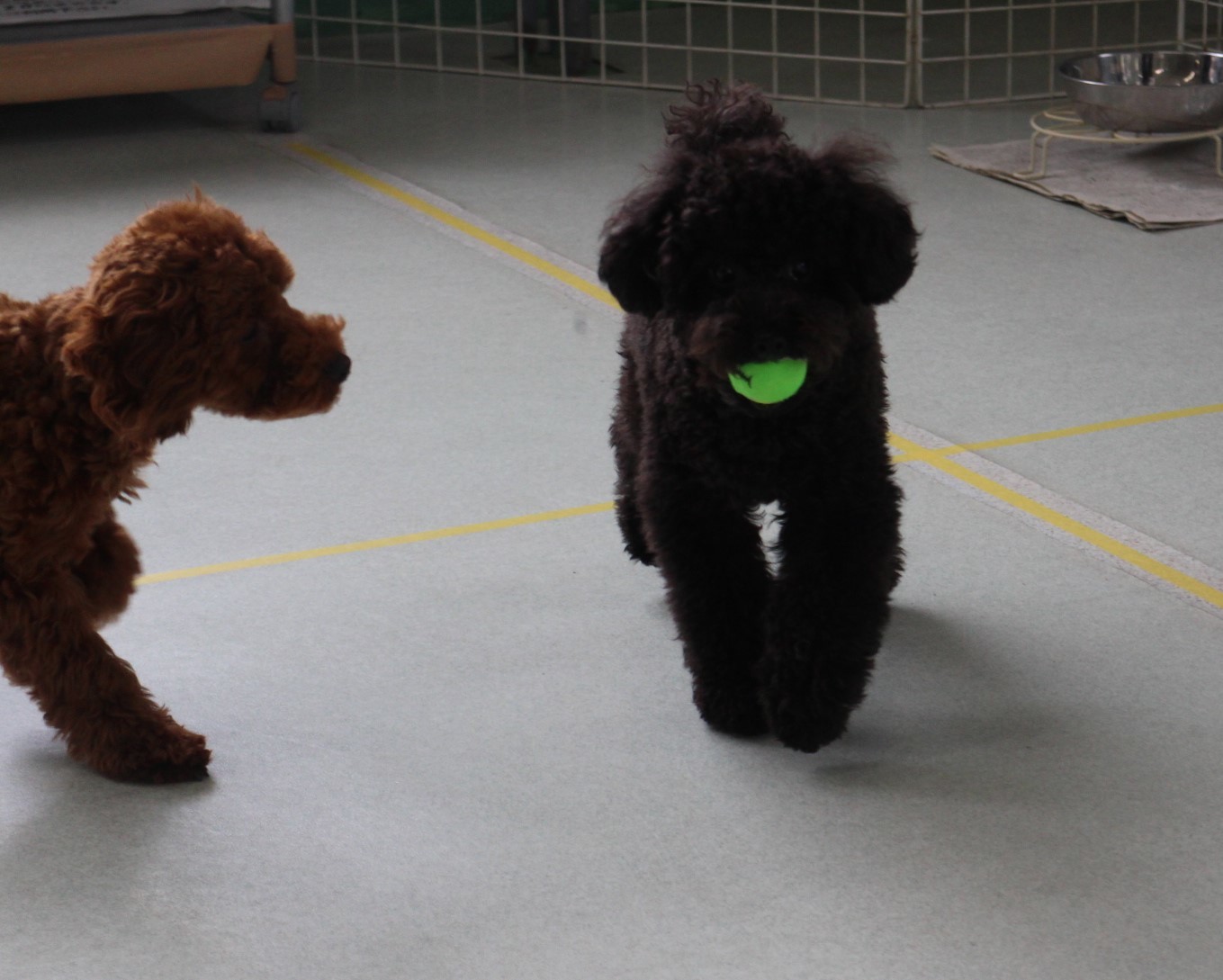 5月２０日 水 ドッグラン大仙の様子 ドッグラン大仙の日々