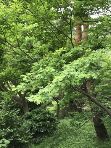 休業日ブログ・その41_e0195325_16554742.jpeg