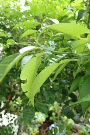 2020年5月中~6月上旬 埼玉県北部 拙宅の虫たち_c0353632_09131619.jpg