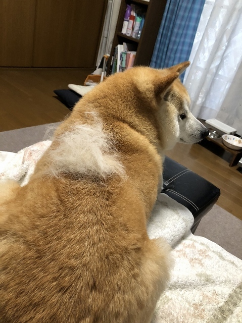 犬にも春が来た?_e0374932_06411080.jpg