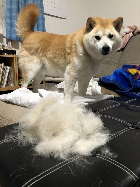 犬にも春が来た?_e0374932_06411753.jpg