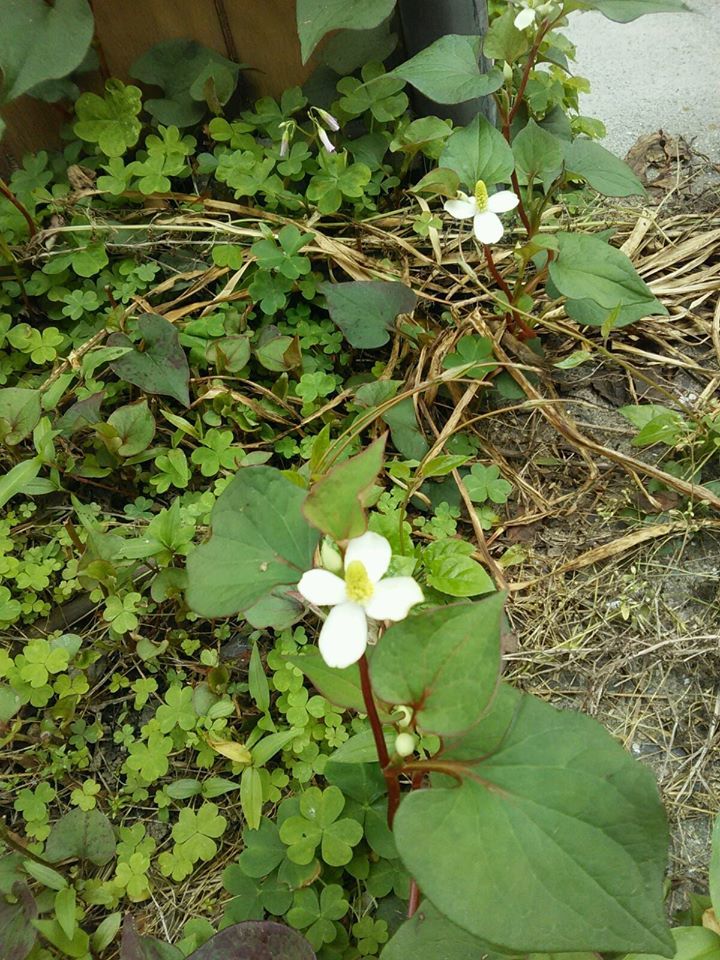 ドクダミの花を見て_b0007835_15443143.jpg