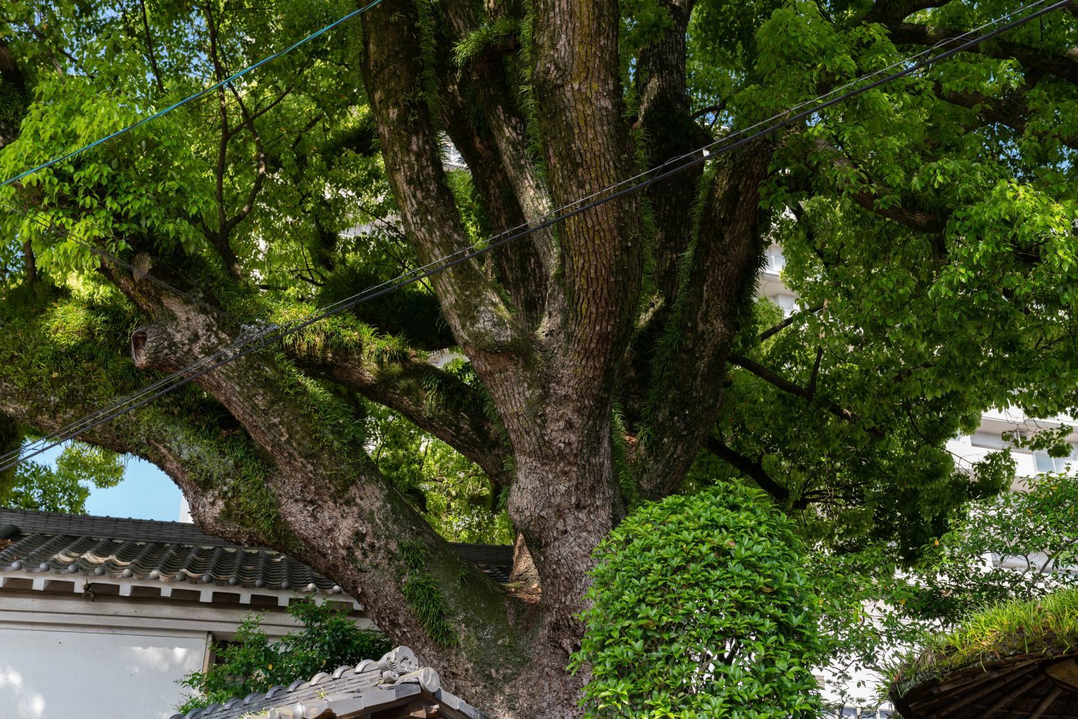 河内長野 街角スナップ　2018.5.11_b0212342_17515848.jpg