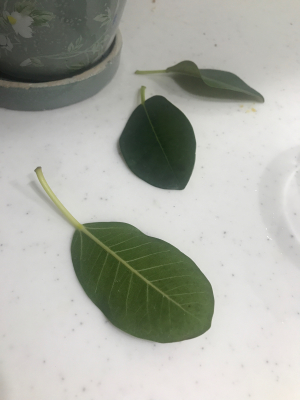 フランスゴムの木 葉っぱが落ちる 123 フランスゴムの木 葉っぱが落ちる 123