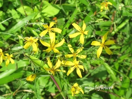 小さな花が微笑むとき・・・_b0255144_11160833.jpg