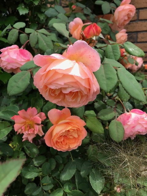 寒いですねー_a0399157_10313874.jpg