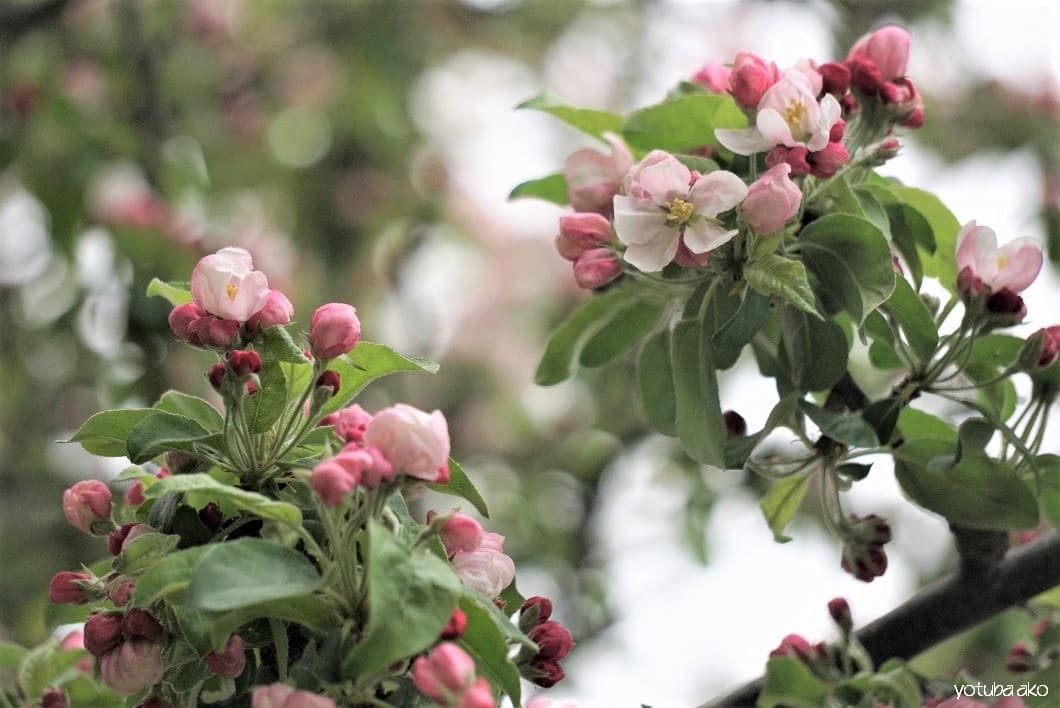 Apple blossom（リンゴの花）_c0362263_09162768.jpg