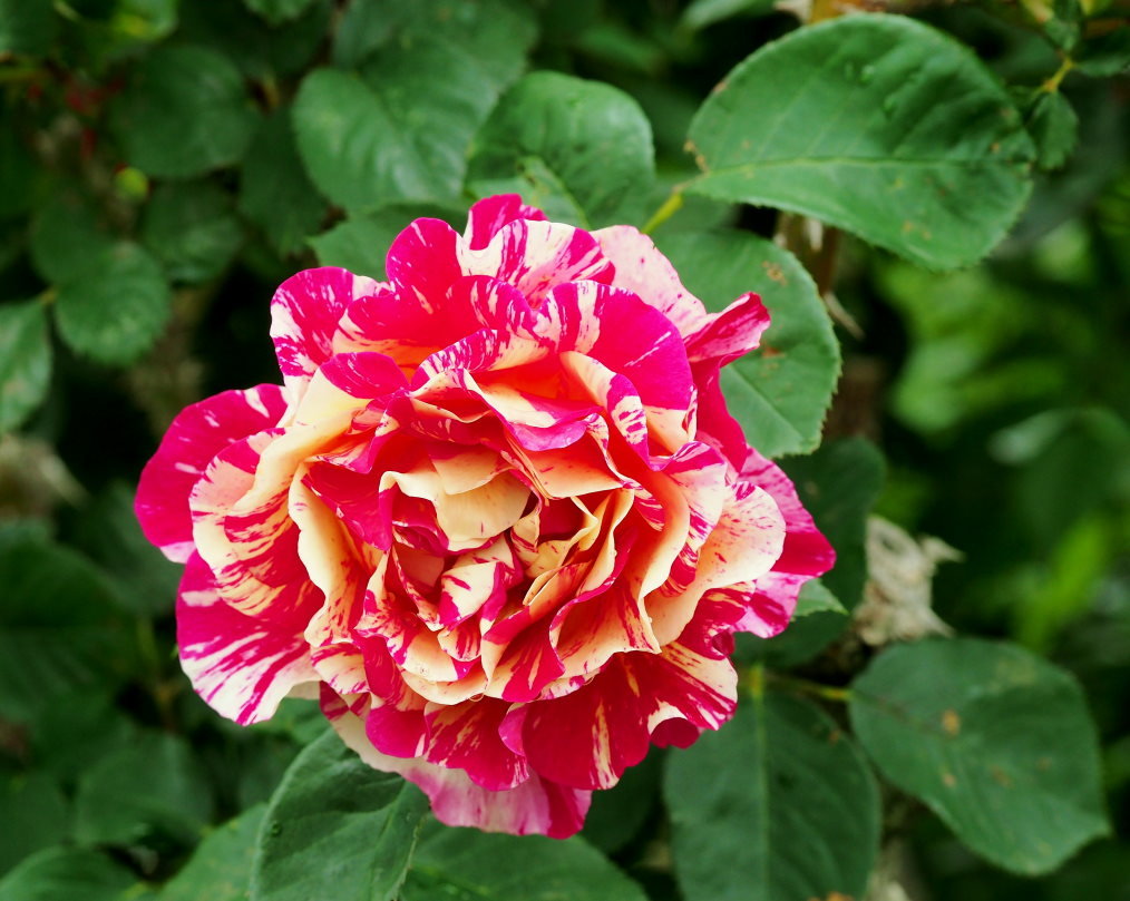 偶然見かけた素敵なお庭で バラの花_c0305565_17362613.jpg