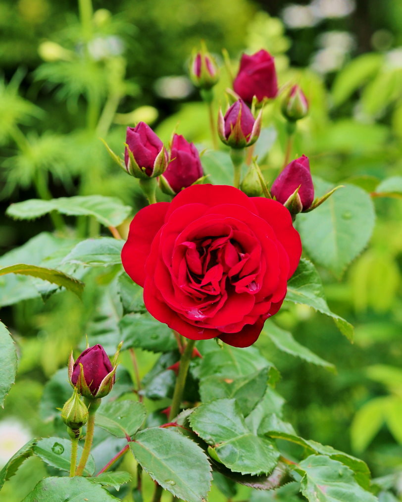 偶然見かけた素敵なお庭で バラの花_c0305565_17364437.jpg