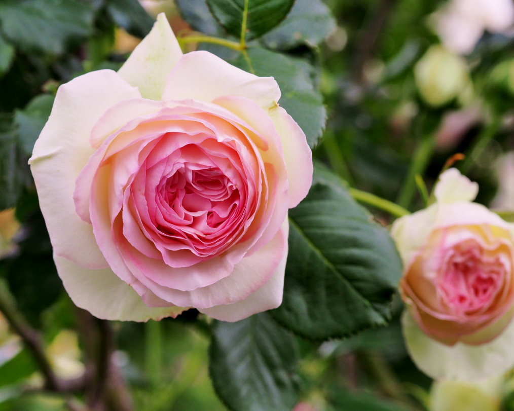 偶然見かけた素敵なお庭で バラの花_c0305565_17373913.jpg
