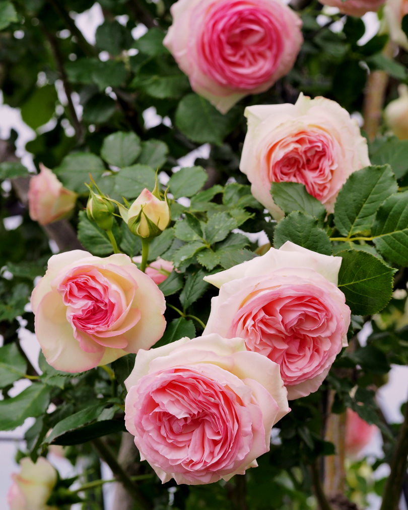 偶然見かけた素敵なお庭で バラの花_c0305565_17381571.jpg