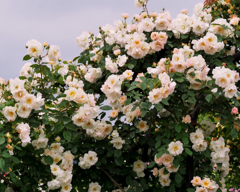 偶然見かけた素敵なお庭で バラの花_c0305565_17391754.jpg
