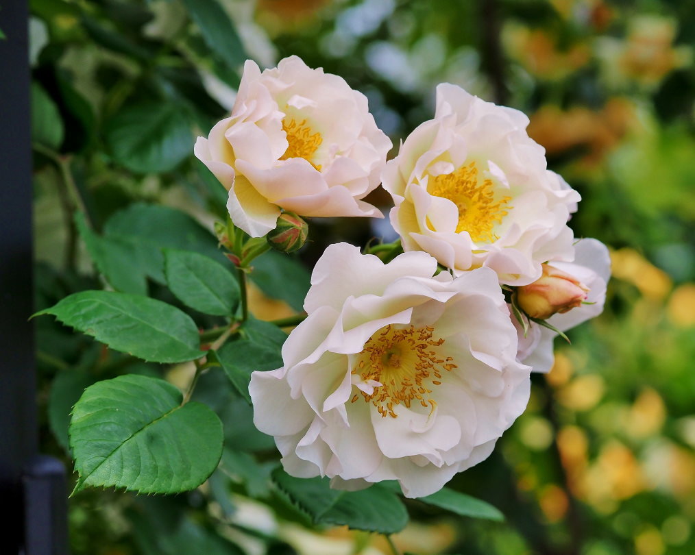 偶然見かけた素敵なお庭で バラの花_c0305565_17393575.jpg