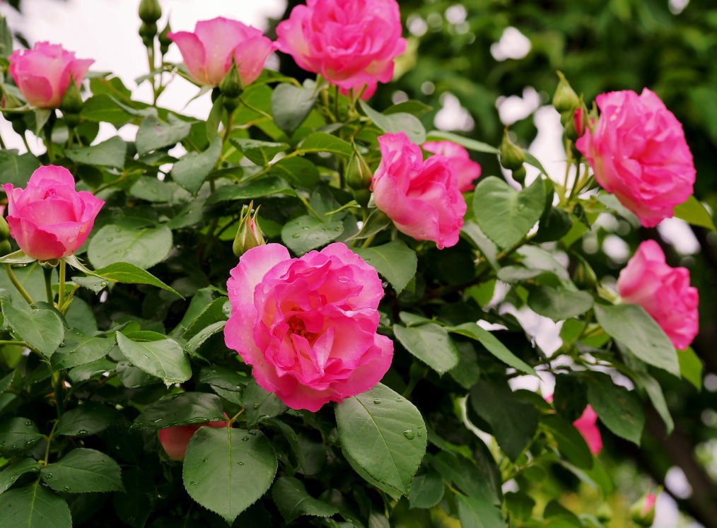 偶然見かけた素敵なお庭で バラの花_c0305565_17401515.jpg